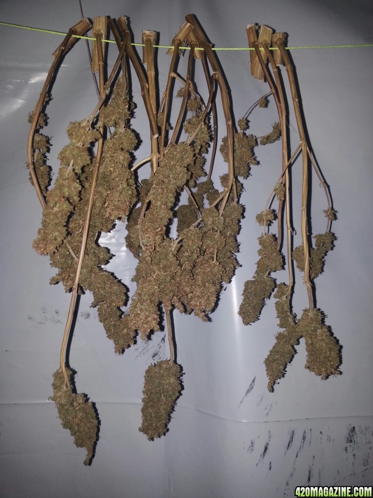 White Widow drying