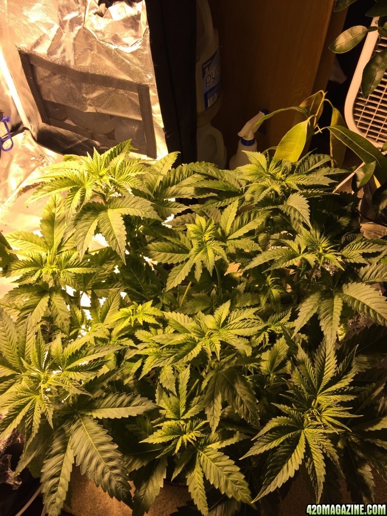 White widow dwc