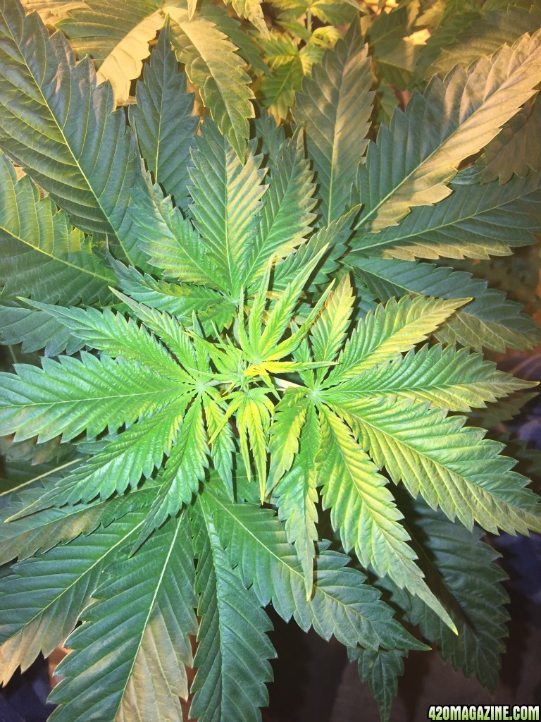 White widow dwc