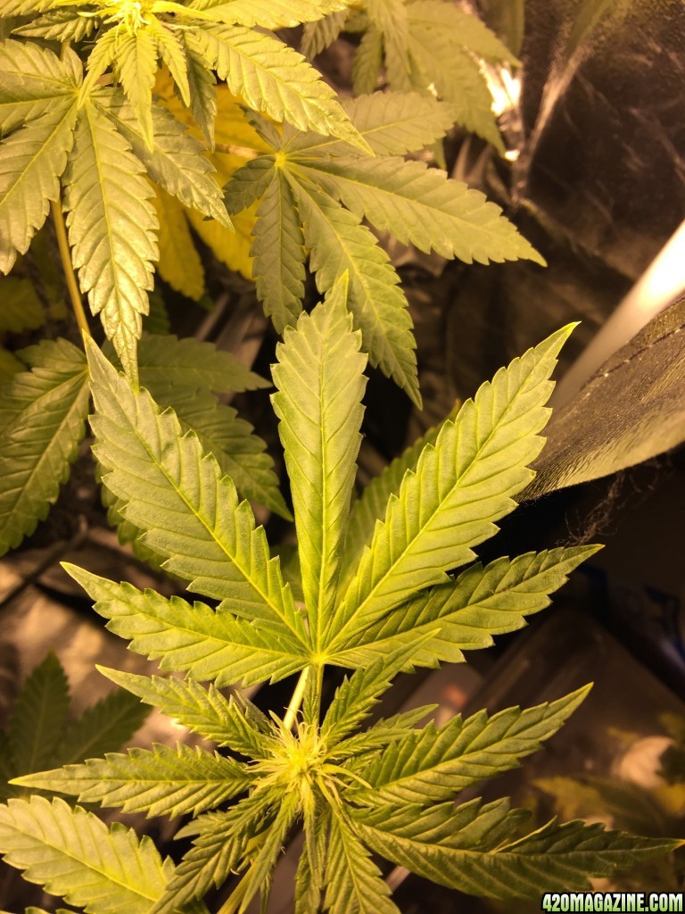 White widow dwc