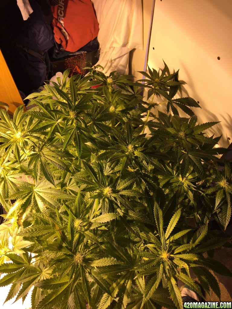 White widow dwc