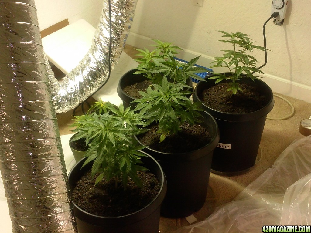 White Widow Feminized Plants