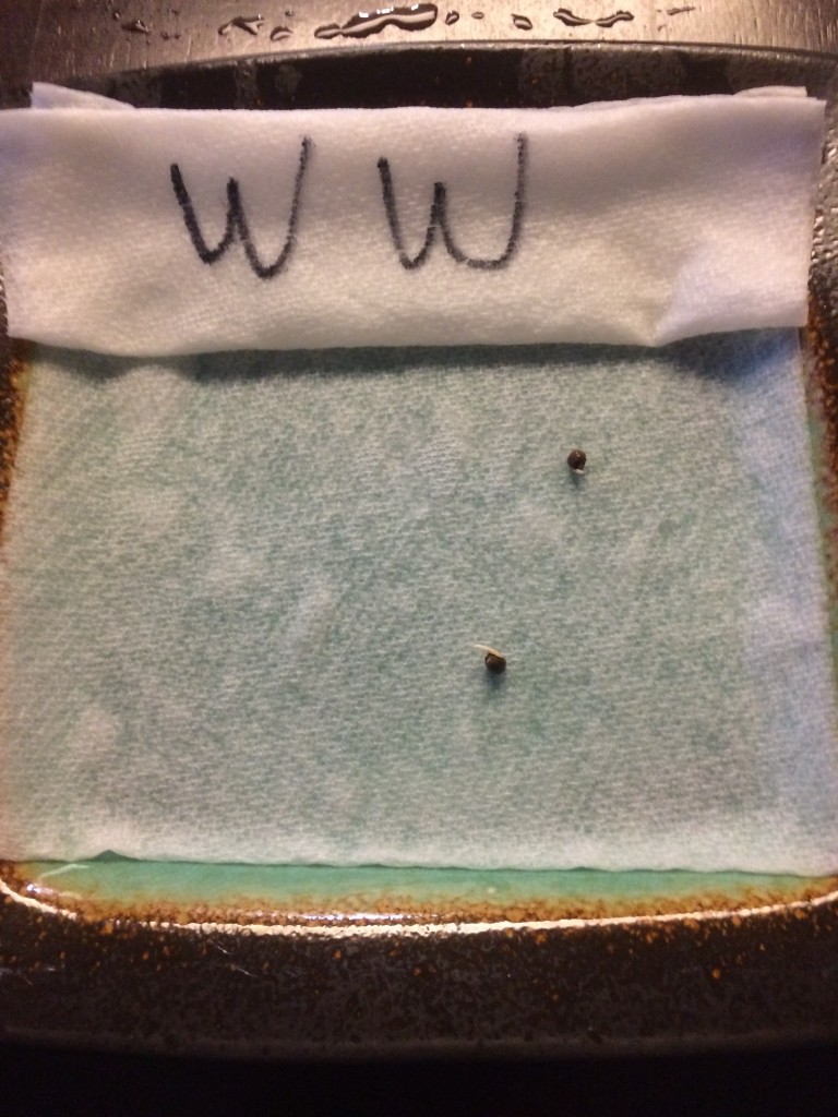 White Widow Germination