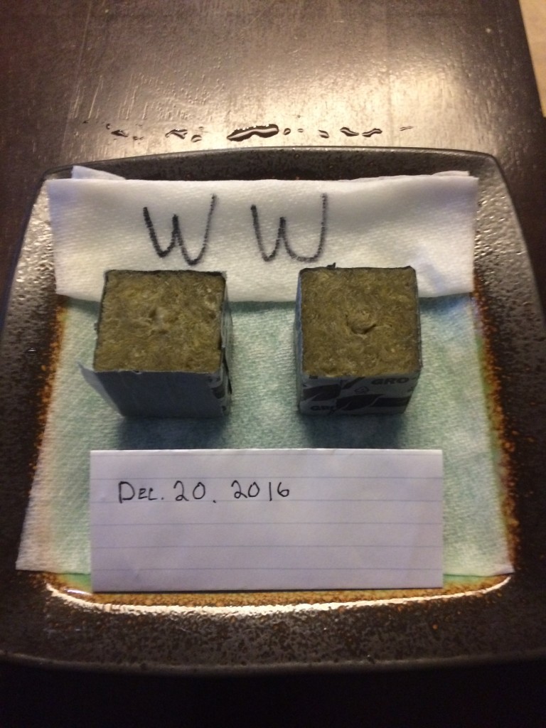 White Widow Germination