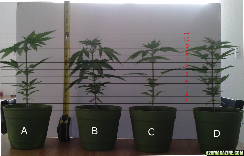 White Widow Growth Chart