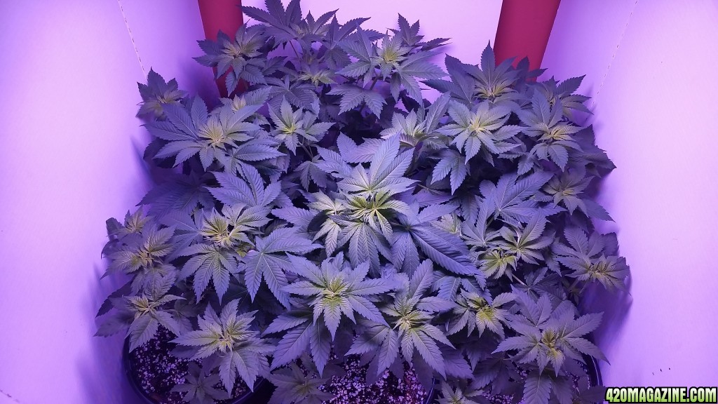 White widow in 3rd day of flower