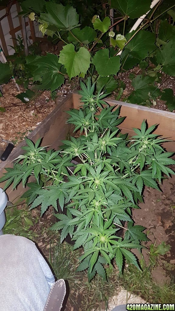 White widow in the garden