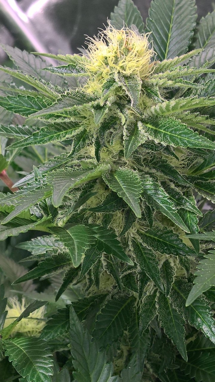 White Widow mid week 6