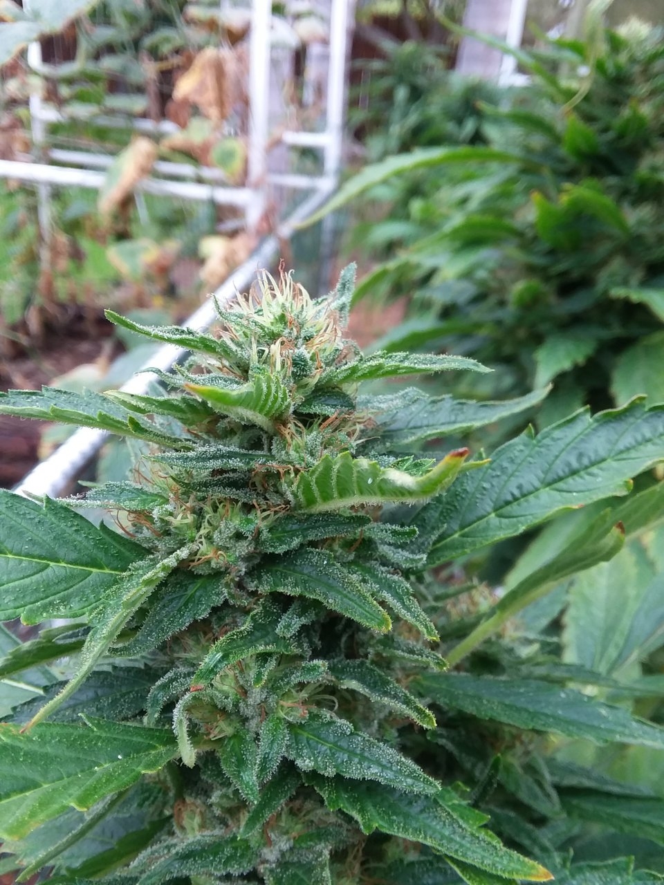 White Widow Outdoor Colas