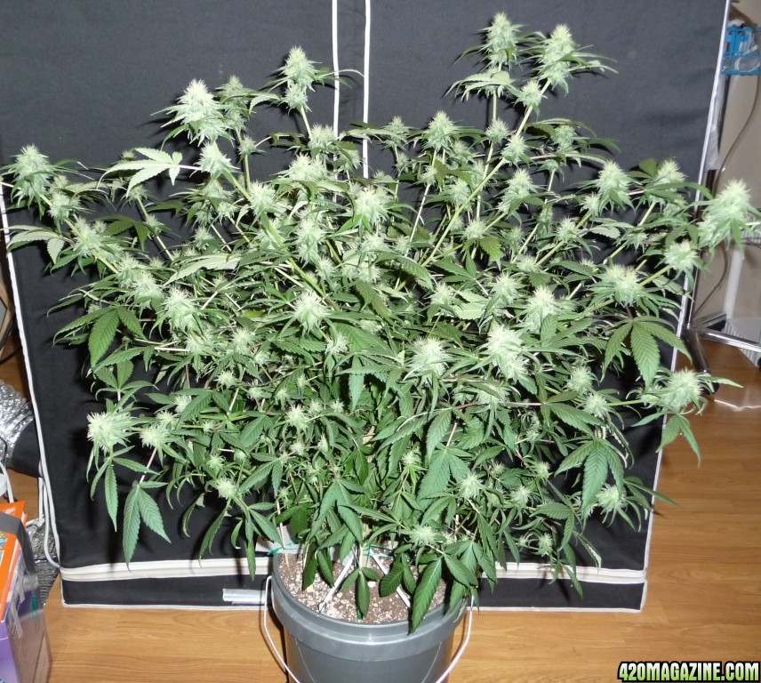 White Widow Plant B 25 Days Flower (Frontal)