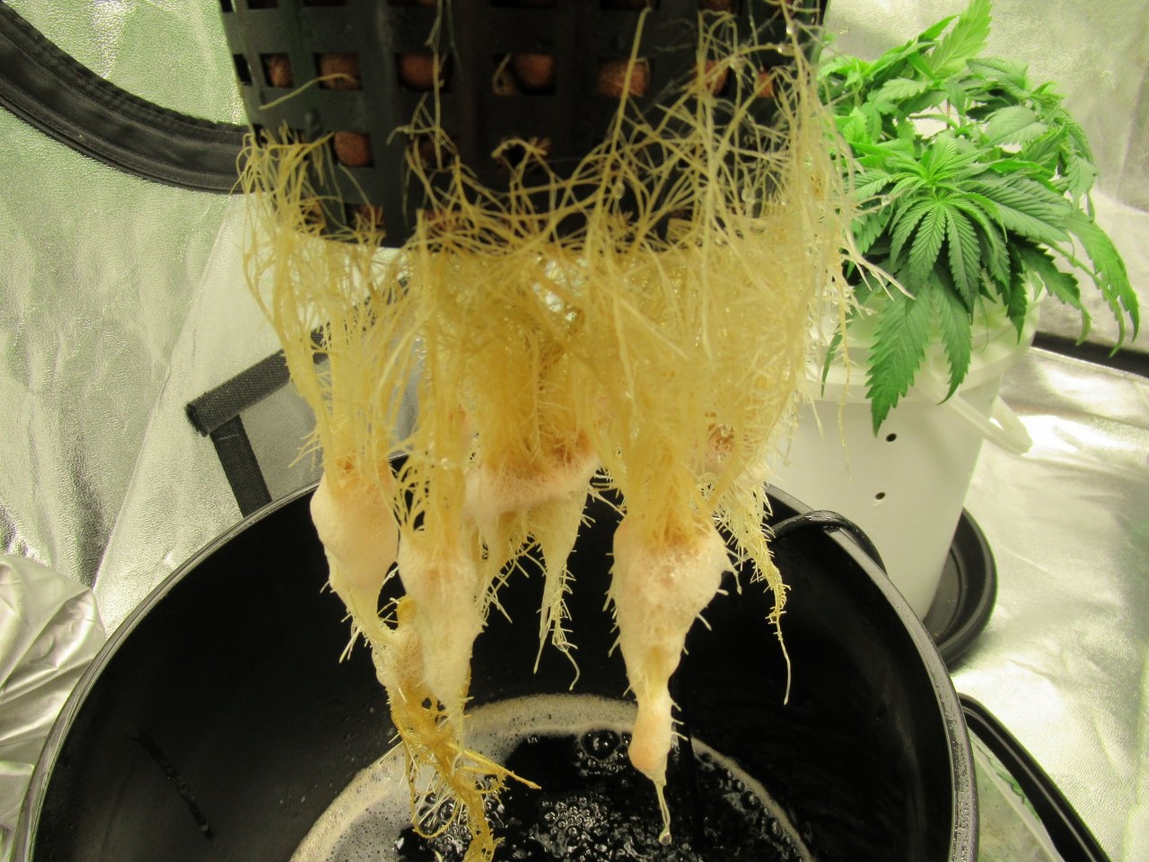 White Widow Roots