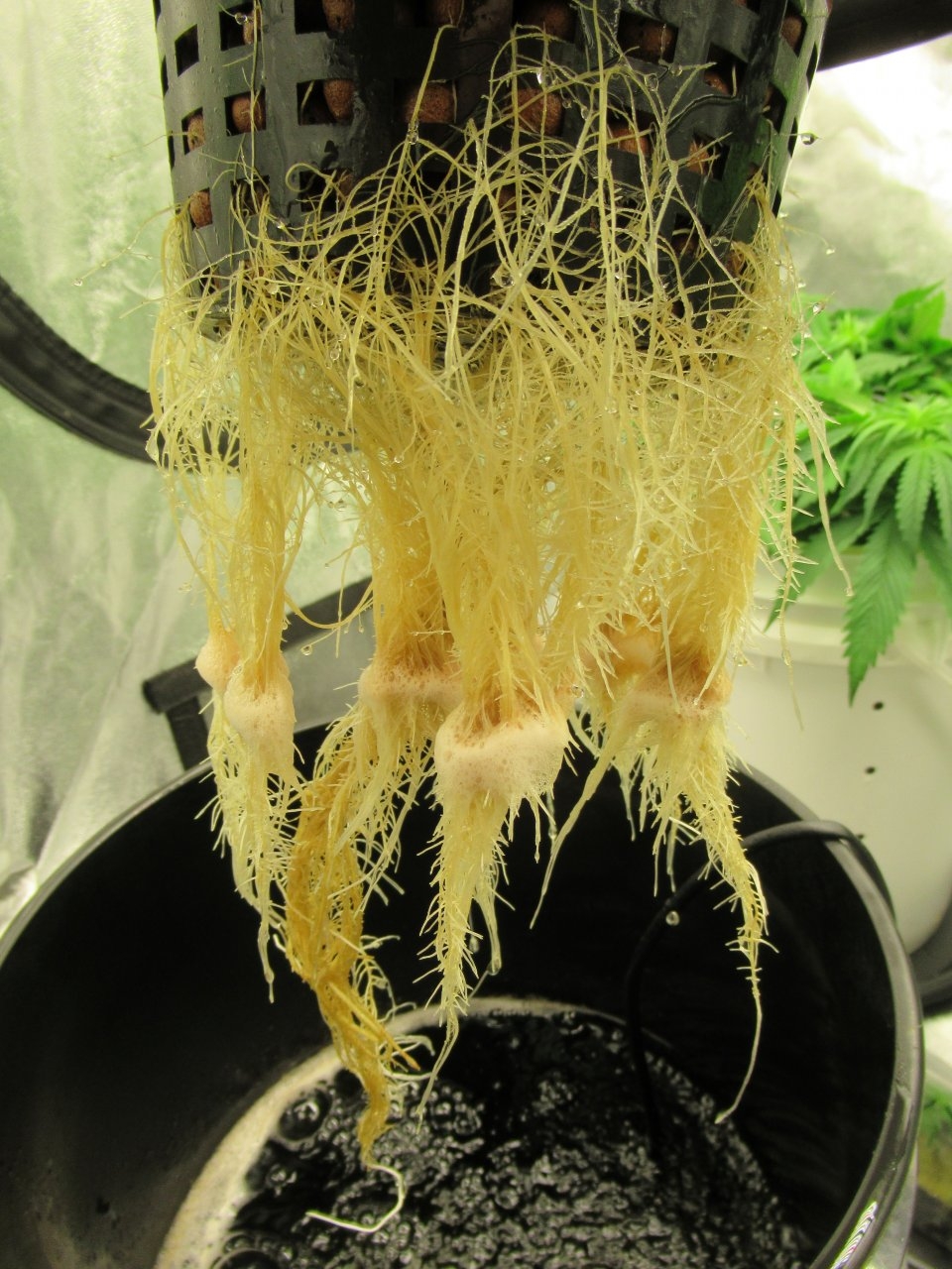 White Widow Roots