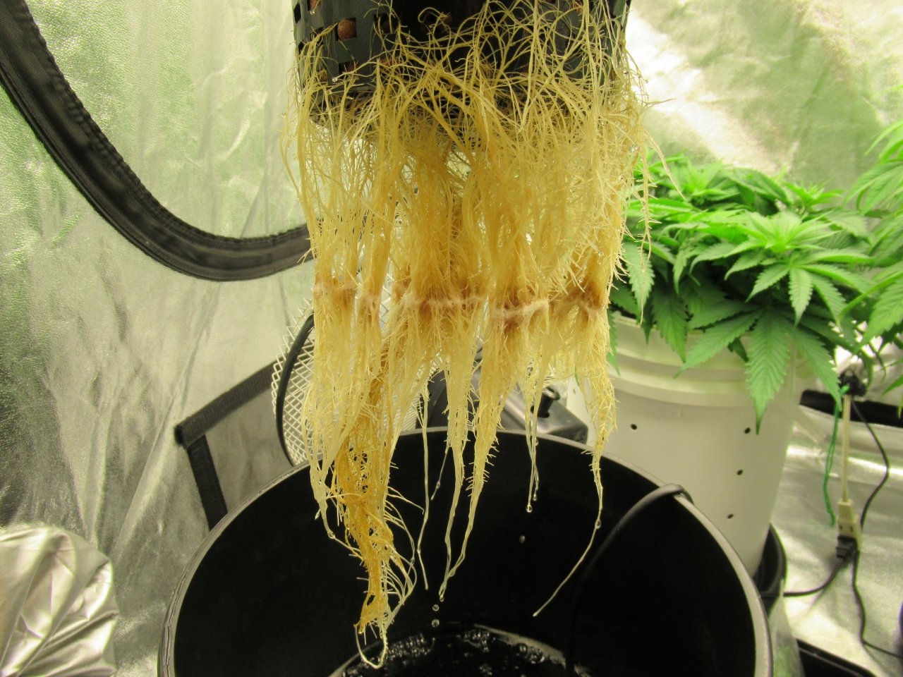 White Widow Roots