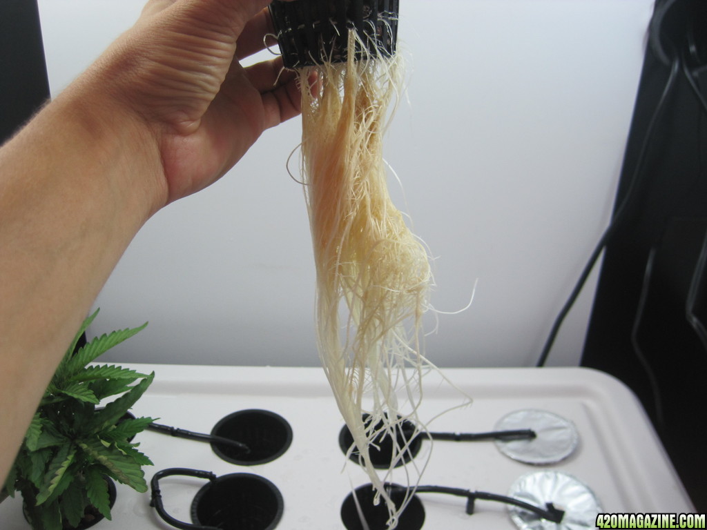 White widow roots