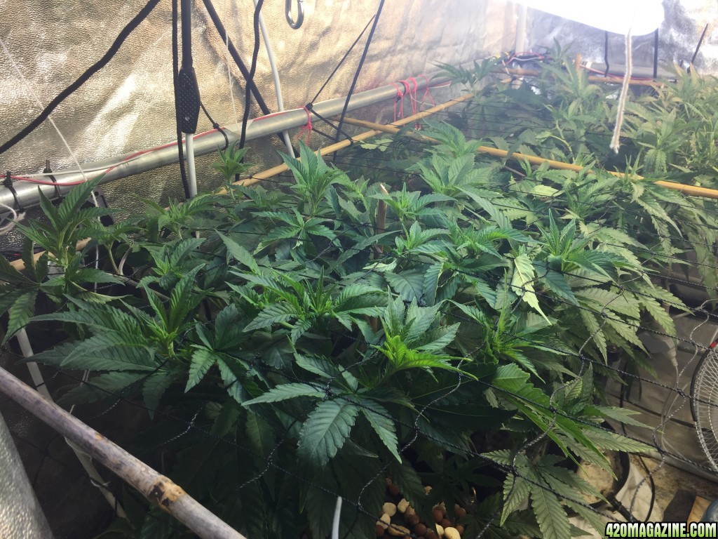 White Widow Scrog