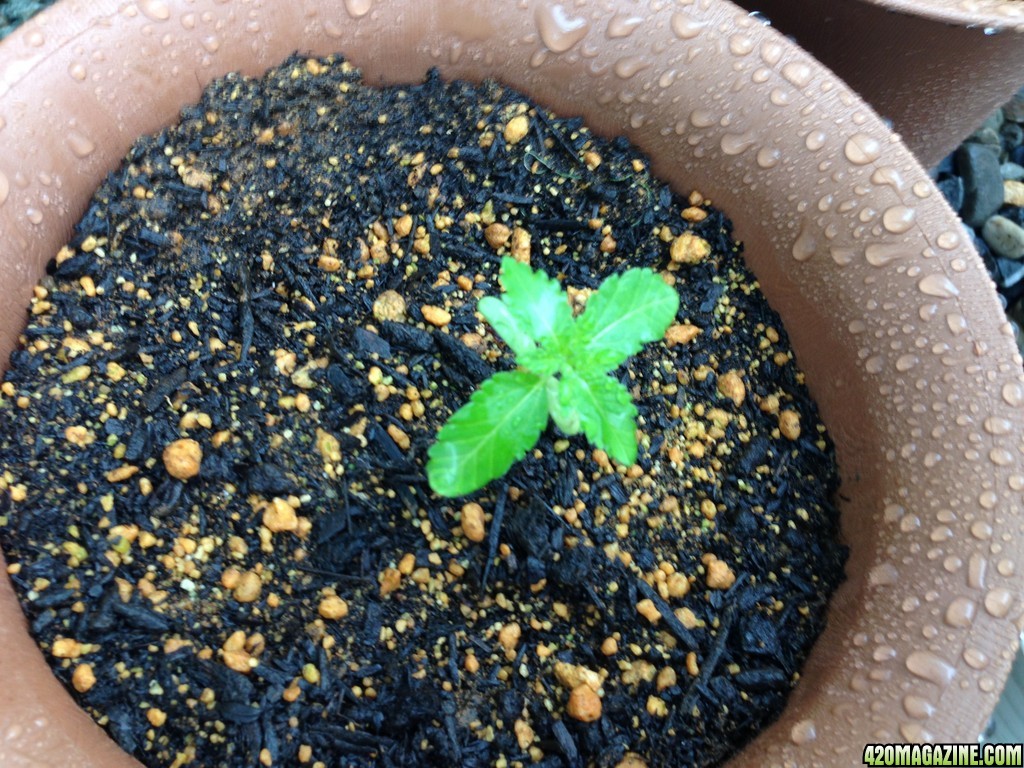 White Widow - Seedling 3 Weeks