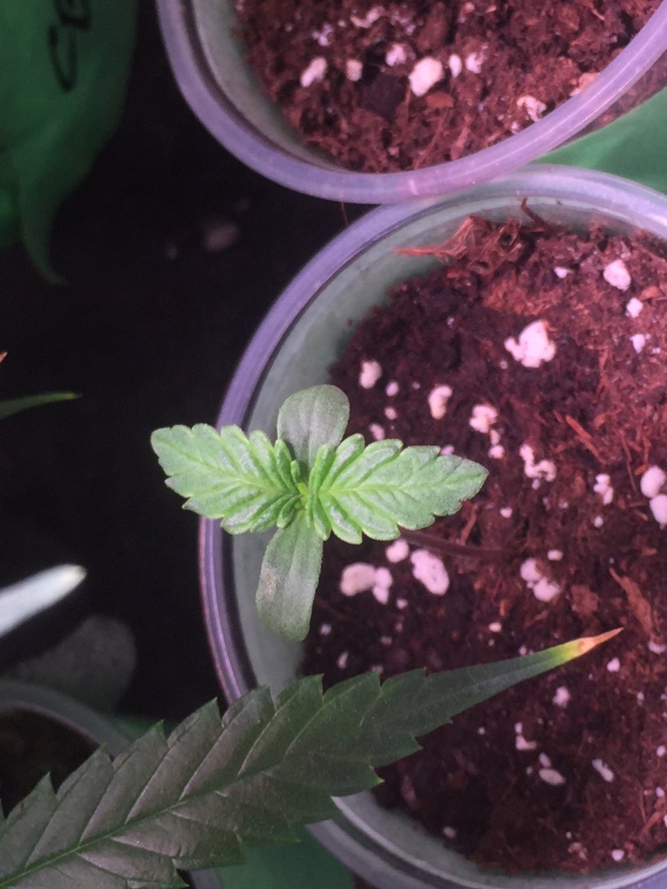 White Widow seedling