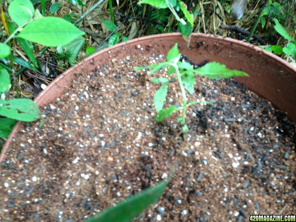 White Widow - Seedlings 3 Weeks 3 Days