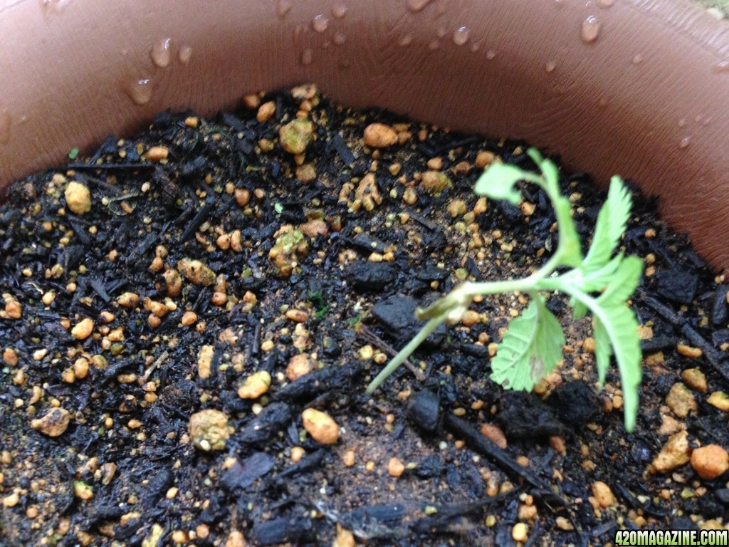 White Widow - Seedlings 3 Weeks 3 Days