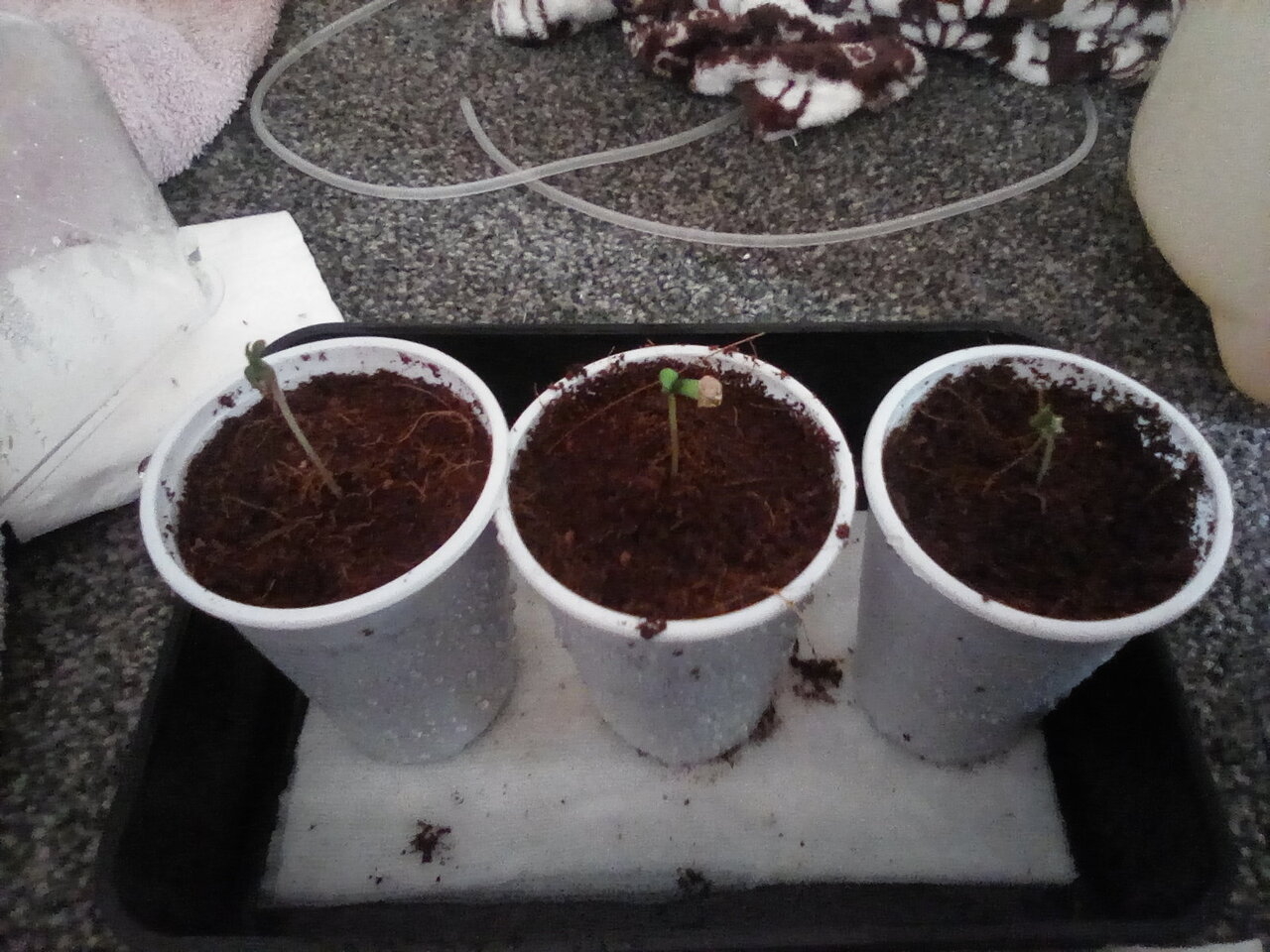 White Widow Seedlings