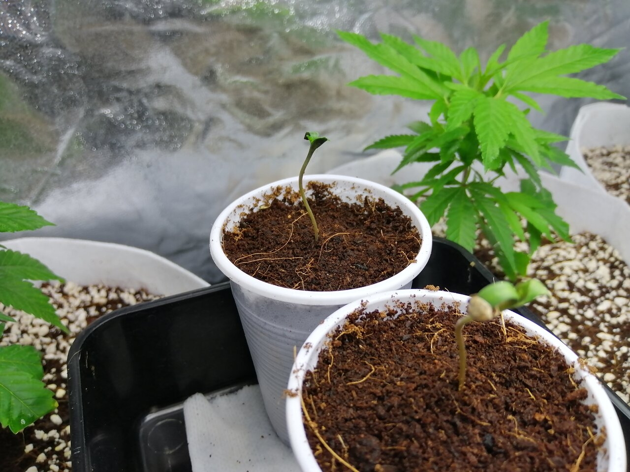 White Widow Seedlings