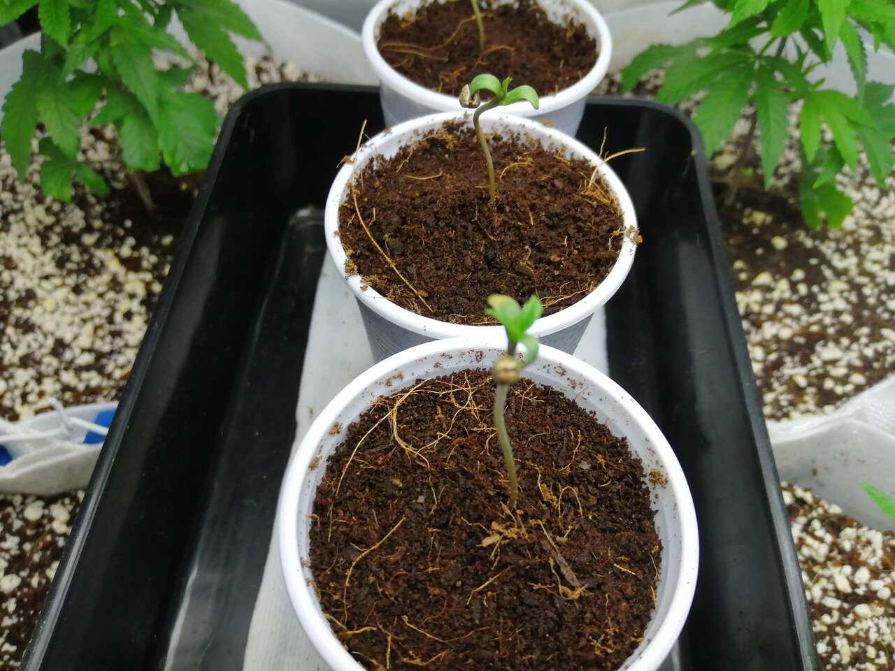 White Widow Seedlings