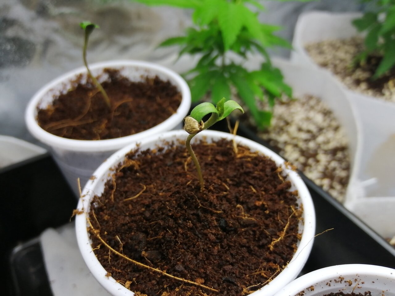 White Widow Seedlings