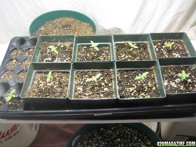 white widow seedlings