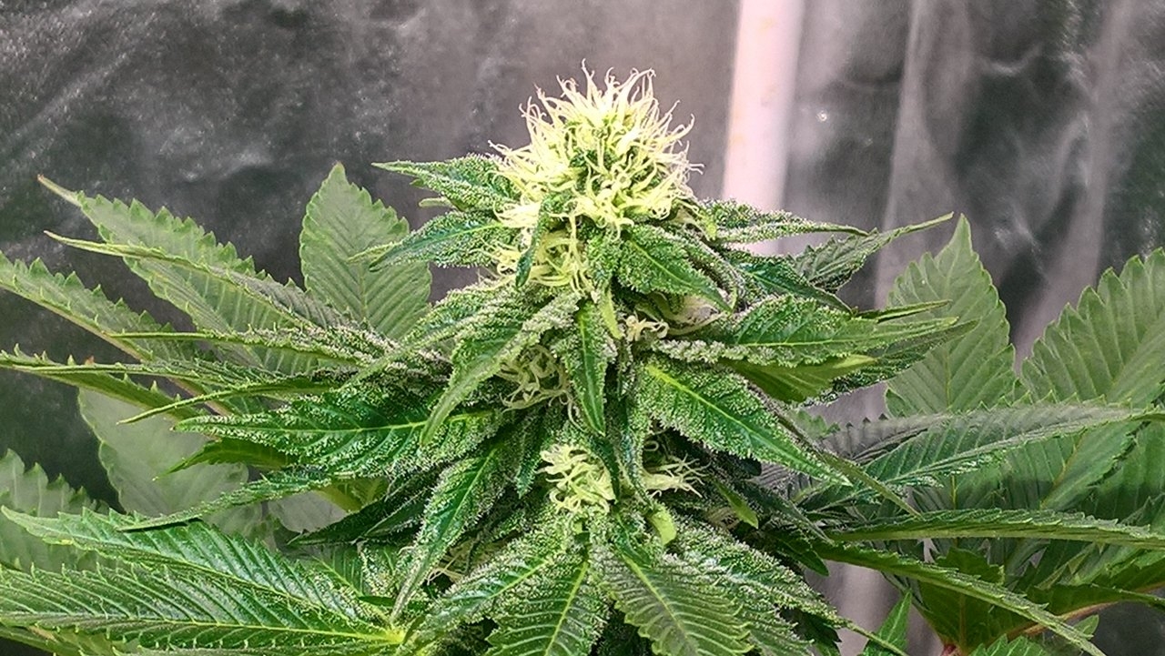 White Widow-,Seedsman Week 5