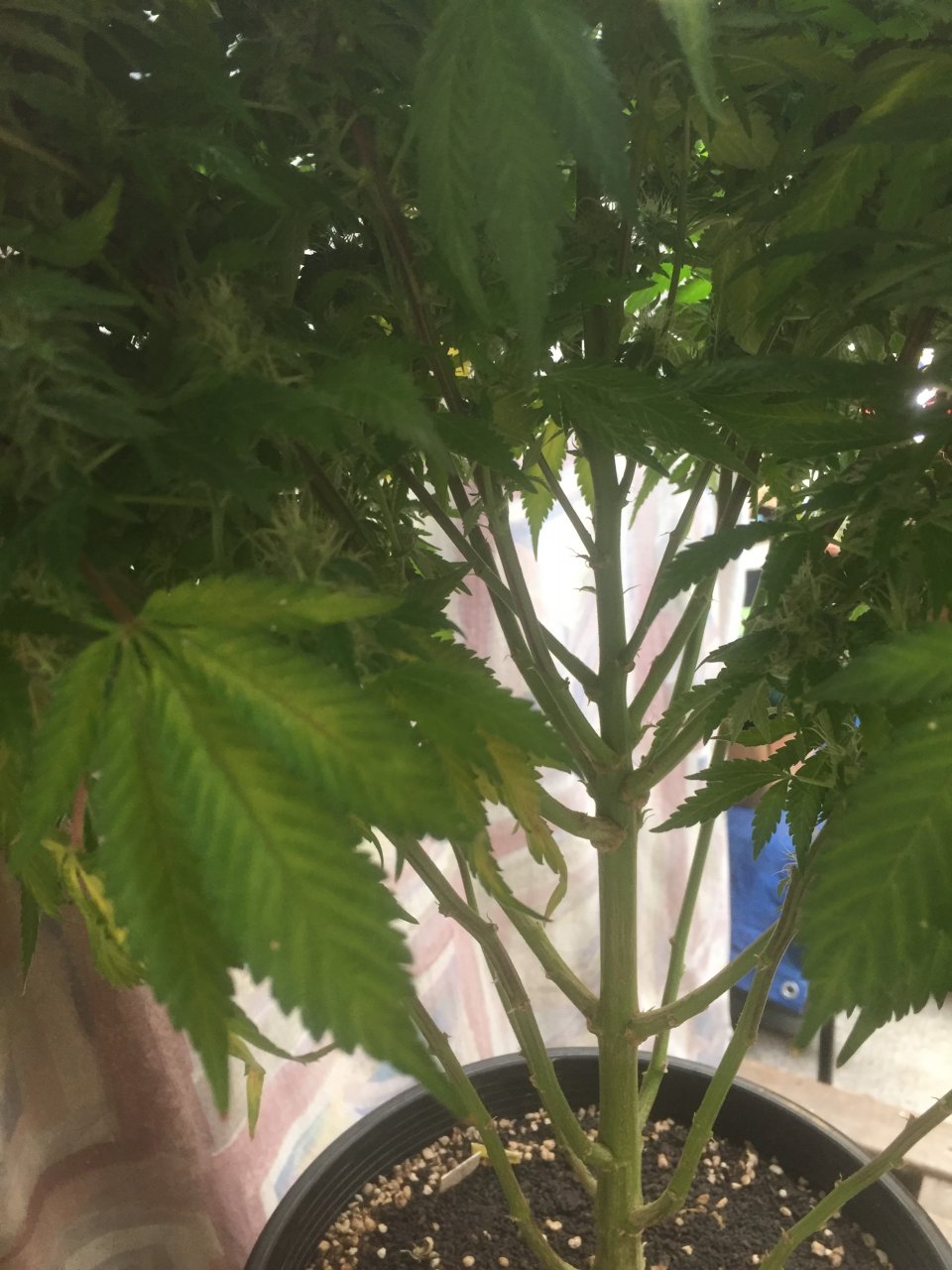 White Widow subcanopy setup