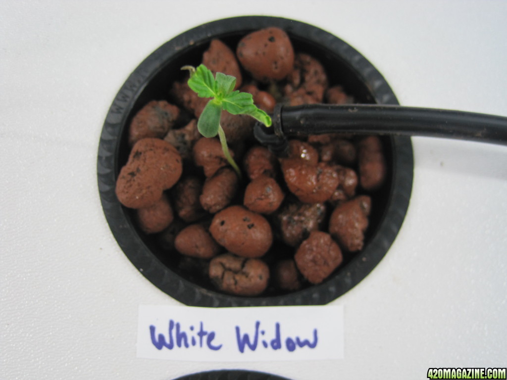 white widow supercloset seedling