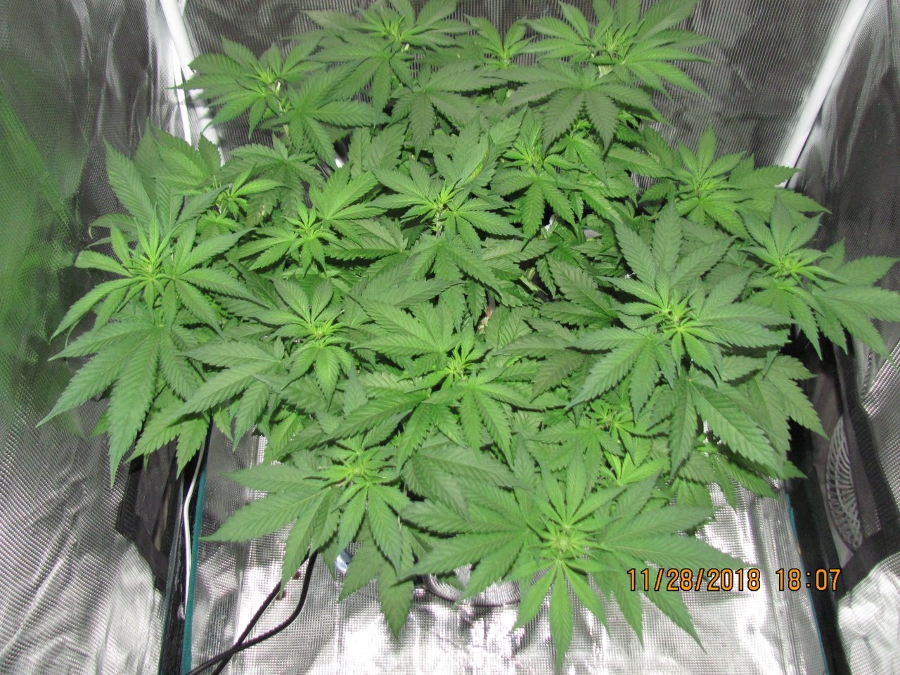 White Widow top 11-28-2018.jpg