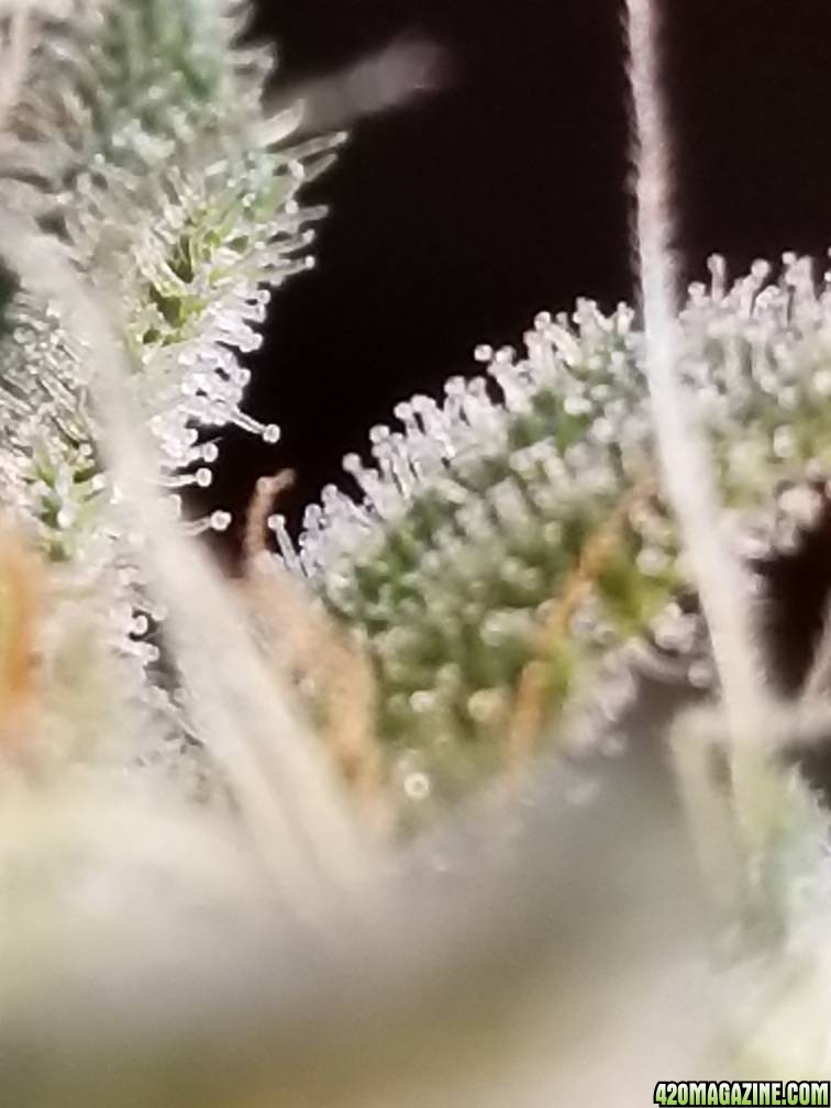 White Widow Trichomes 4 weeks (Day 39) into Flowering
