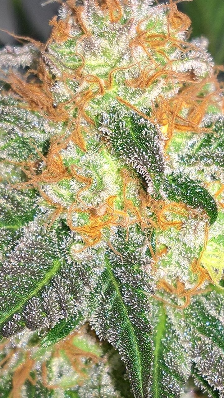 White Widow Trichs Wk9 D6