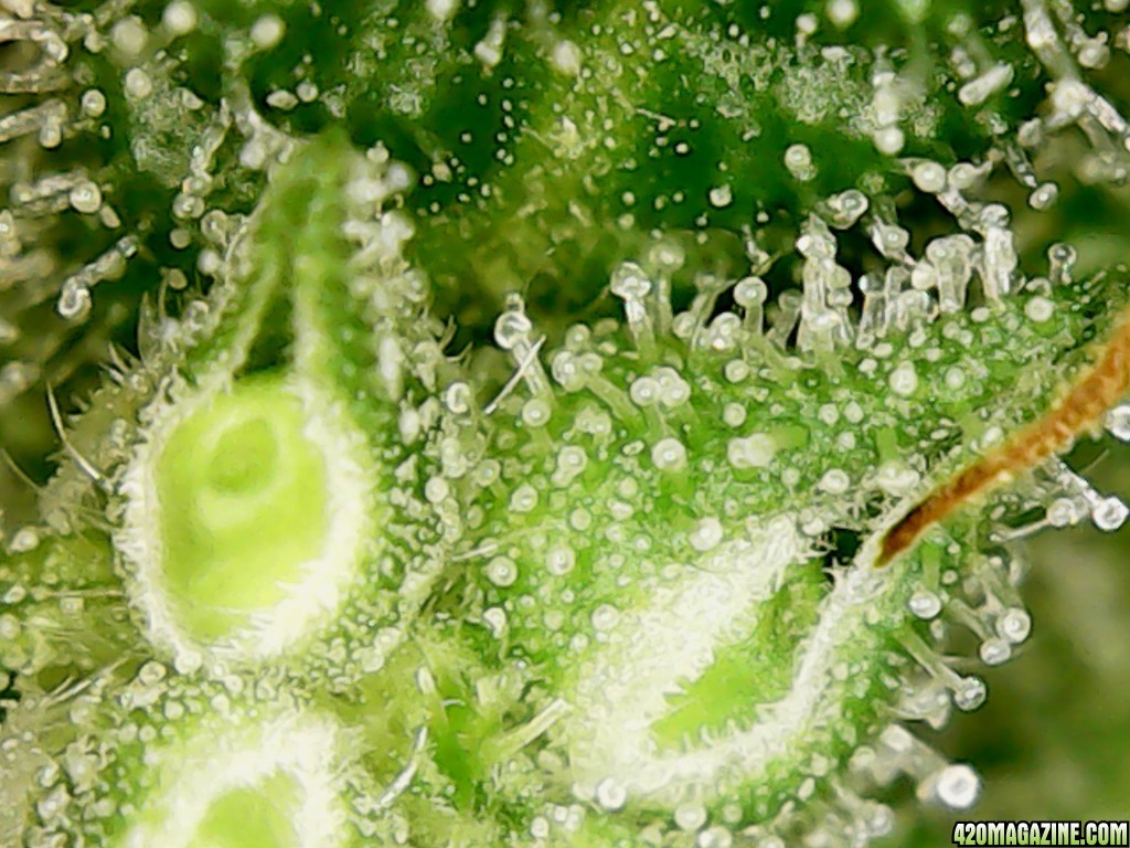 White Widow Tricomes Early Flower