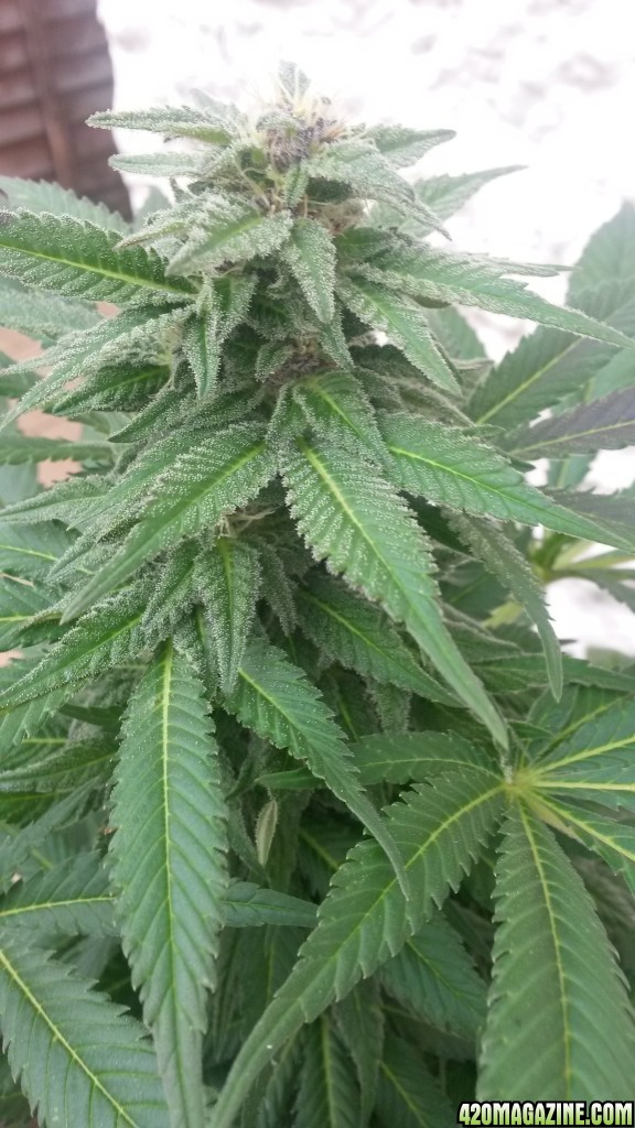 white widow UK outdoor grow