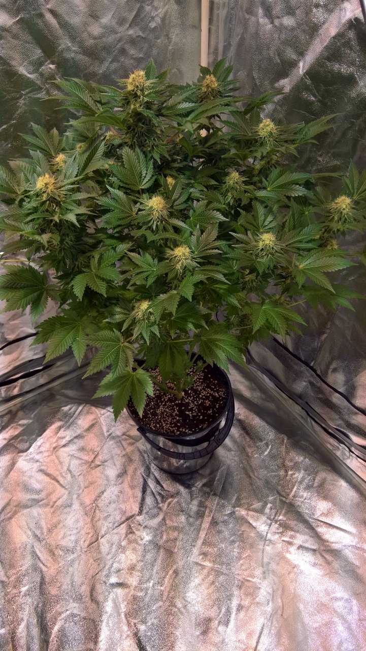 White Widow Week8 Day 1