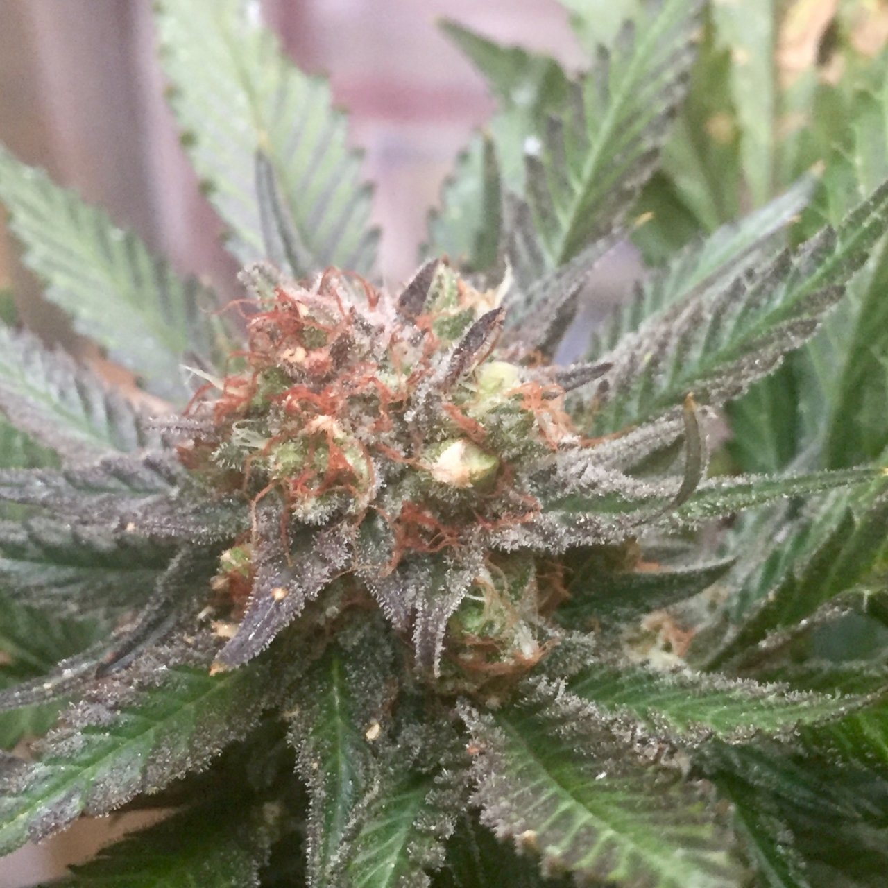 White Widow with seed