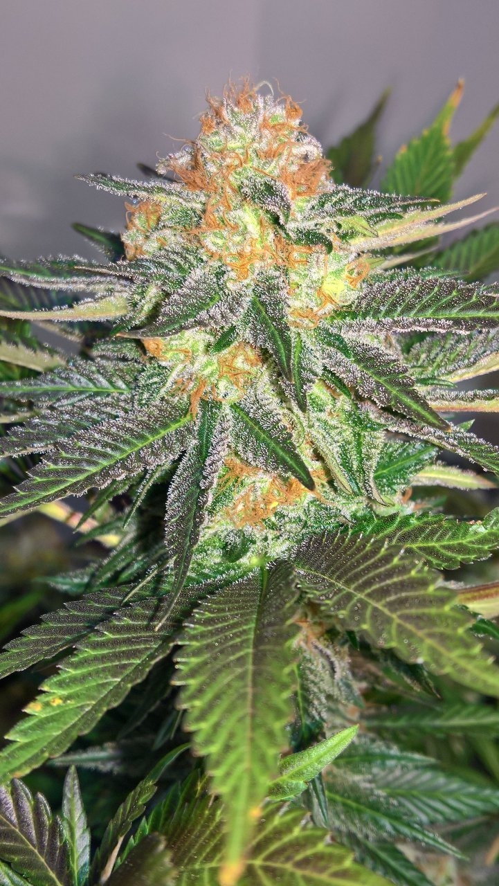 White Widow Wk9 D6