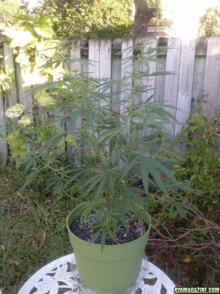 White Widow X at day 54