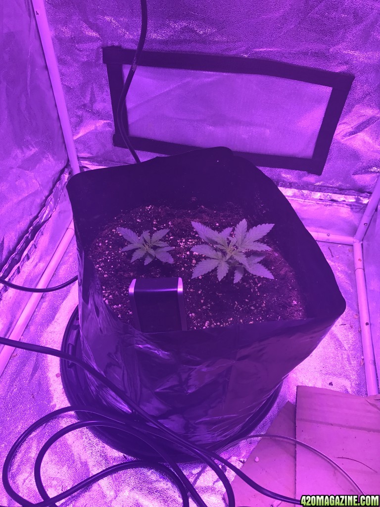 White Widow x Big Bud 16 days veg