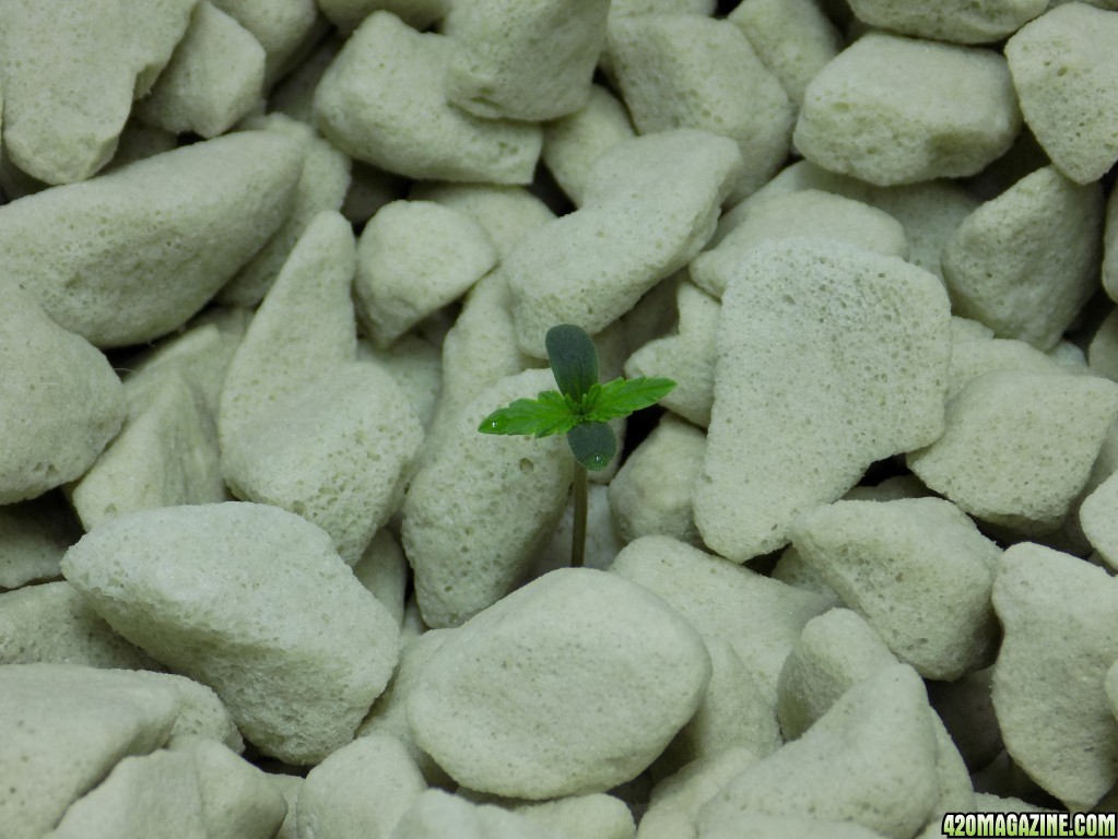 White Widow x Big Bud auto seedling day 2