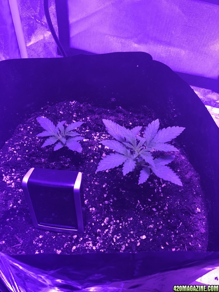 White Widow x big Bud x2 plants