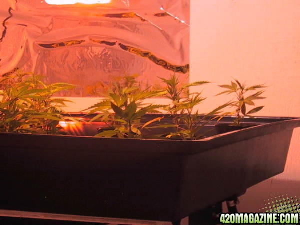 White Widow x Black Domina clones