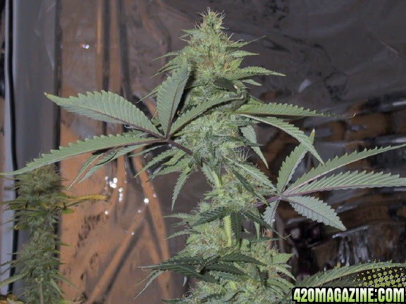 white widow x black domina