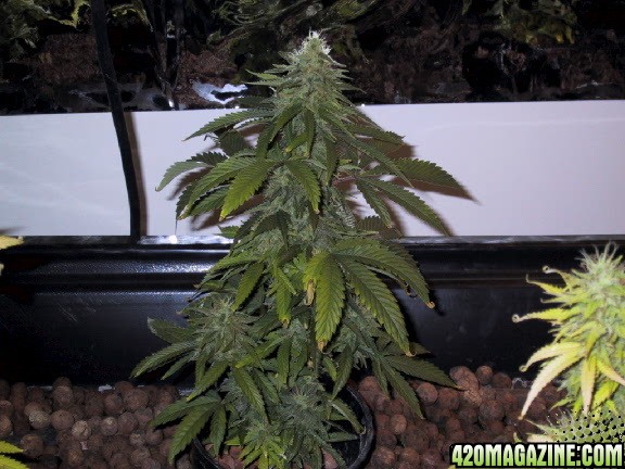 white widow x black domina