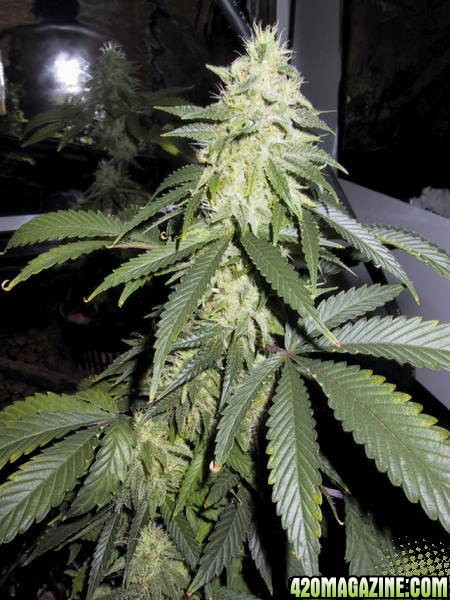 white widow x black domina