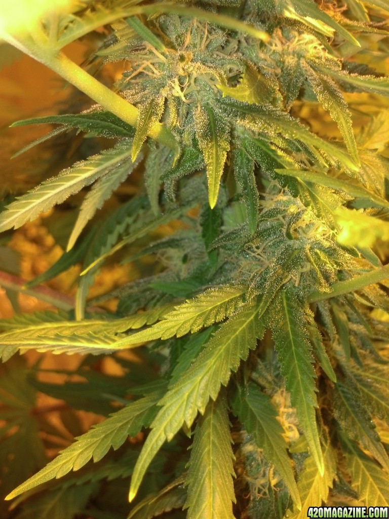 White Widow X cheese flower day 35 81 days old bc early blueberry 36 days b