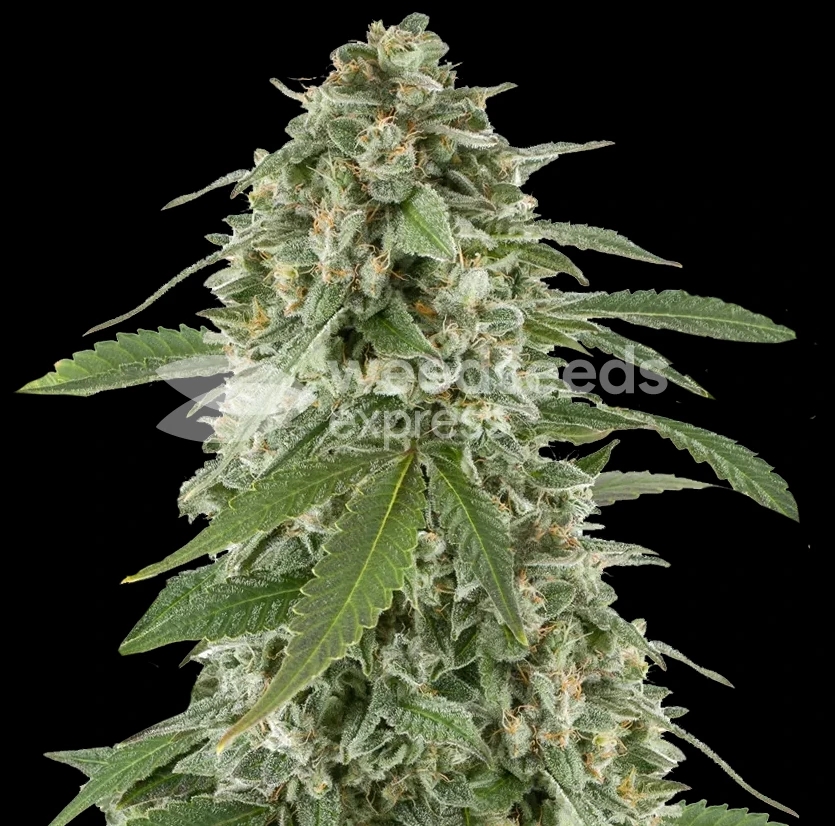 white-widow-x-northern-light-plant~2.jpg