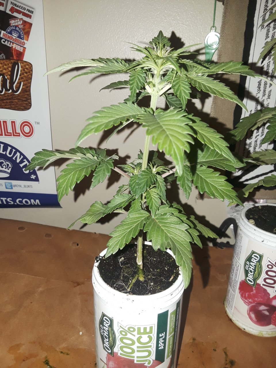 White Widow x Wonder Woman